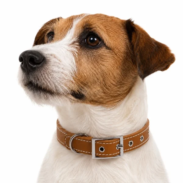 Collar RF-6000-2-Cuero Collar de cuero para perros