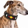 RF-6018-COLLAR-COSIDO ARGENTINO-GALGO-2 Collar para Galgo de Cuero Artesanal Argentino – Herrajes Oro Viejo
